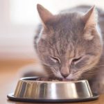 7 Dicas para Escolher a Melhor Alimentação para o Seu Gato