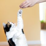 7 Dicas para Ensinar Truques Divertidos ao Seu Gato